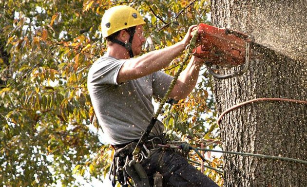 Photo of Annabel Tree Service Albuquerque NM