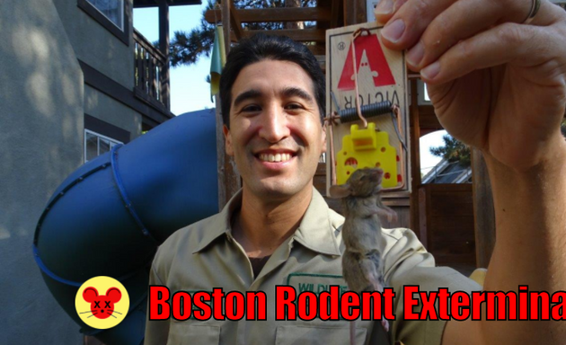 Photo of Boston Rodent Exterminator