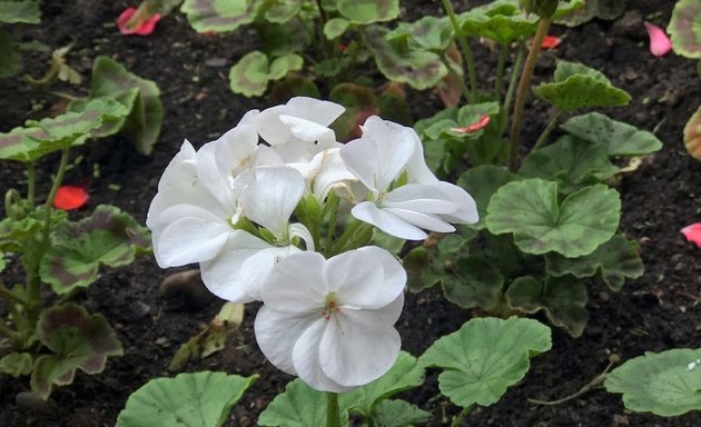 Photo of Borough of Deptford Memorial Gardens