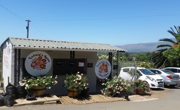 Photo of Ludwigs Roses Cape Town