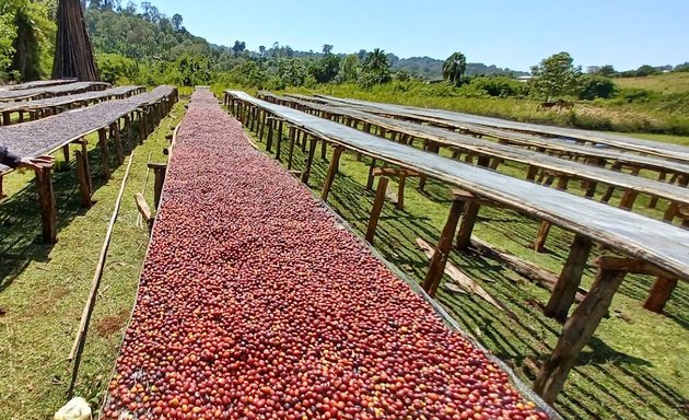 Photo of Nensebo Highland Coffee Exporter
