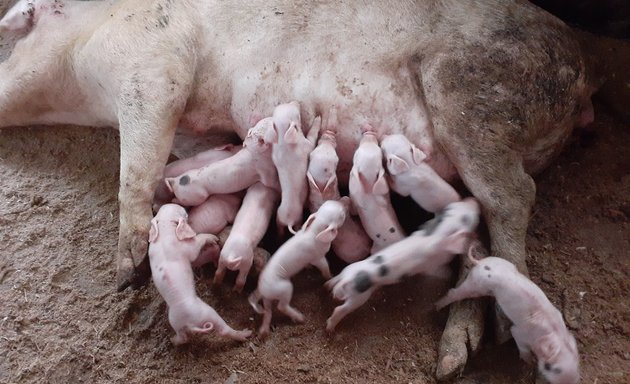 Foto de Porcina Ramirez