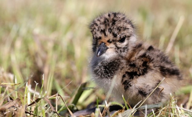 Foto von Landesbund für Vogelschutz e. V. (LBV), Bezirksgeschäftsstelle Oberbayern