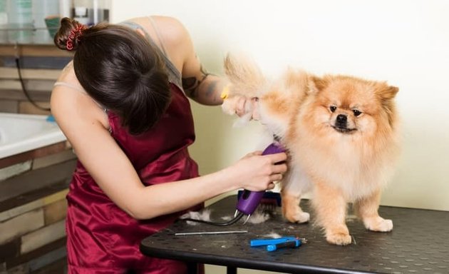 Photo of Connie's Dog Grooming Shop
