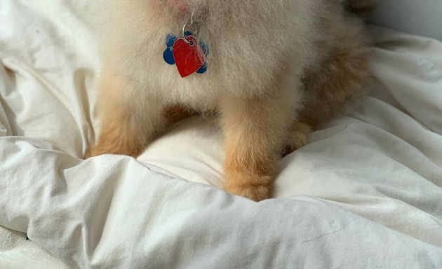 Photo of Prince Benji Dog Grooming