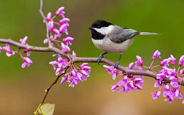 Photo of Chickadee Music Together