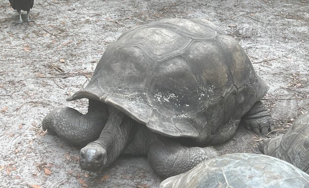 Photo of Tortoise Habitat