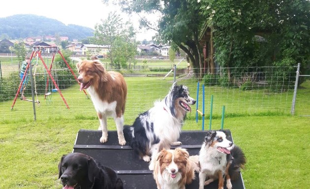 Foto von 1. Salzburger Hundeschule