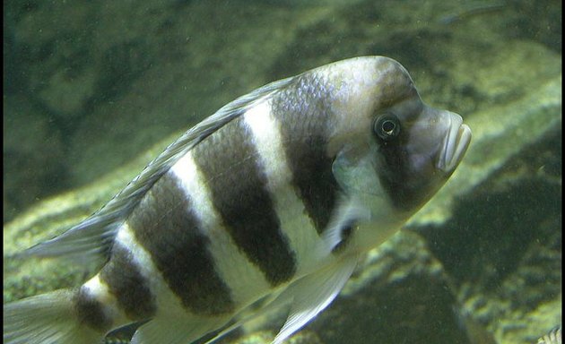 Photo of Aquarium Fish Paradise