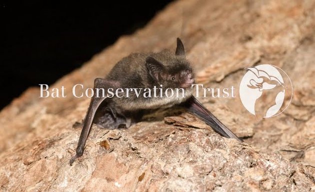 Photo of Bat Conservation Trust