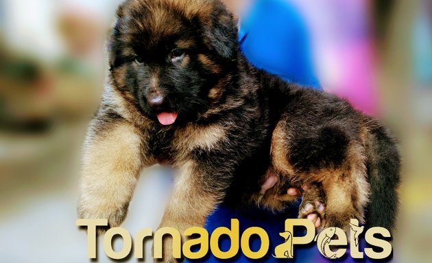 Photo of Tornado pets