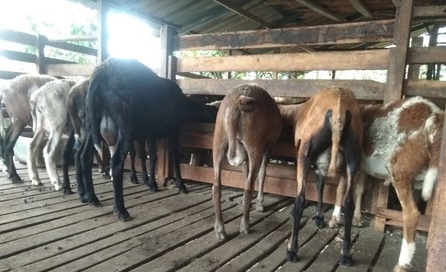 Photo of Rosli Goat Farm