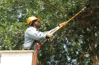 Photo of tree felling kraaifontein brackenfell