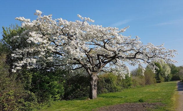 Foto von KGV Distelfink eV