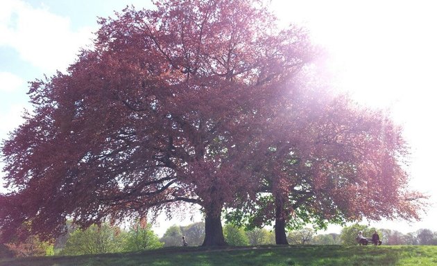 Photo of Hampstead Heath