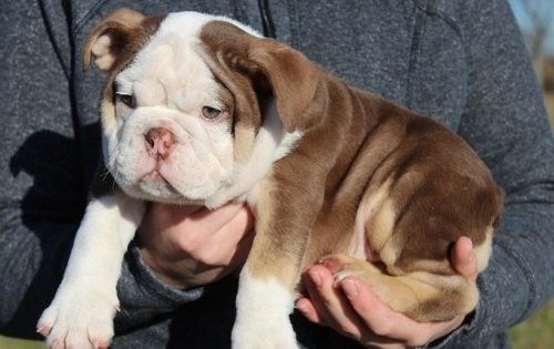 Photo of English Bulldog puppies for sale