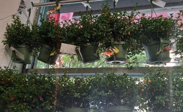 Photo of Florencia Flower Shop