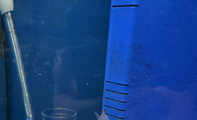 Photo of Kangen Fish Aquatics and Pets