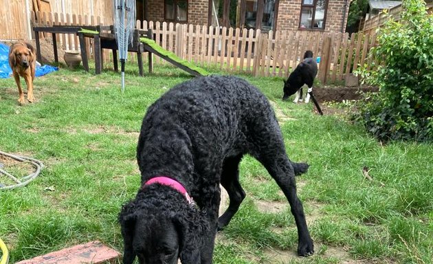 Photo of hounddogdaycare