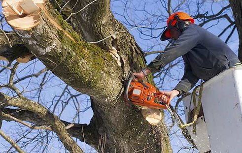 Photo of Donelson Tree Service