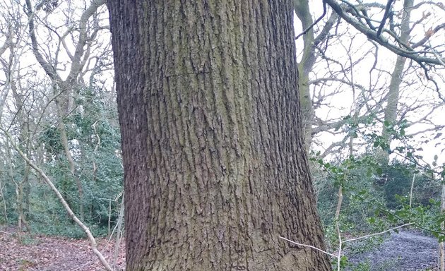 Photo of Bluebell Wood, London