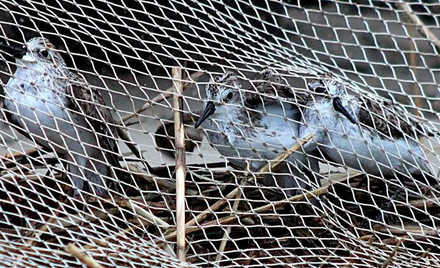 Photo of Balcony Safety Nets in Bangalore:Anti Bird nets,Sports Nets,Cricket Nets,Pigeon Nets in Bangalore