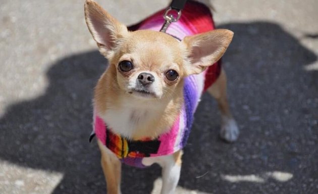 Photo of San Francisco Chihuahua Meetup