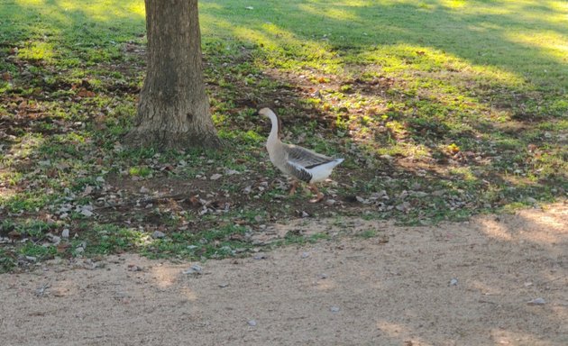 Photo of The Boardwalk at Lady Bird Lake