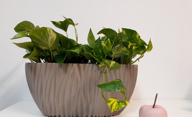 Foto de vegetalstorm-solucions amb plantes