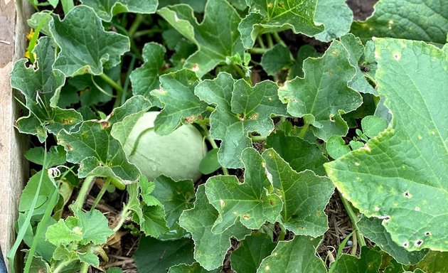 Photo of •Westmeadows Indigenous Community Garden