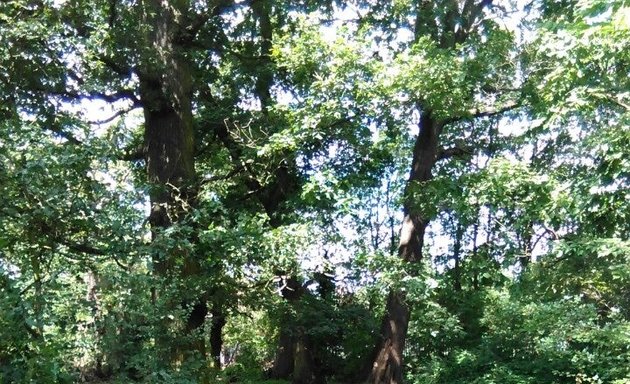 Photo of Bluebell Wood, London
