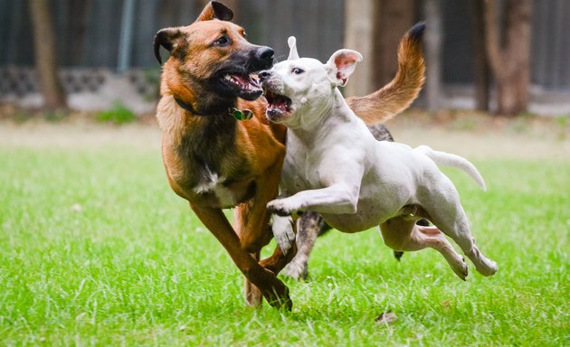 Foto von Hundetagesstätte Stadtfelle