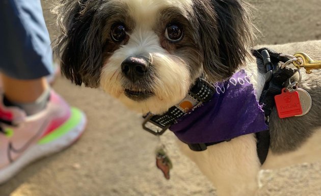 Photo of Pet Joy in LA