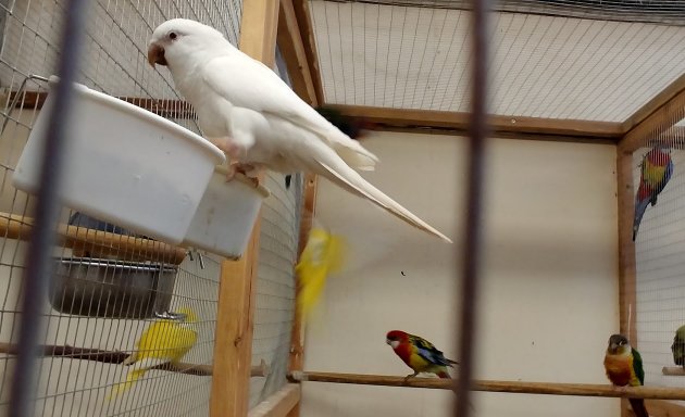 Photo of The Enfield Bird Centre bird cages