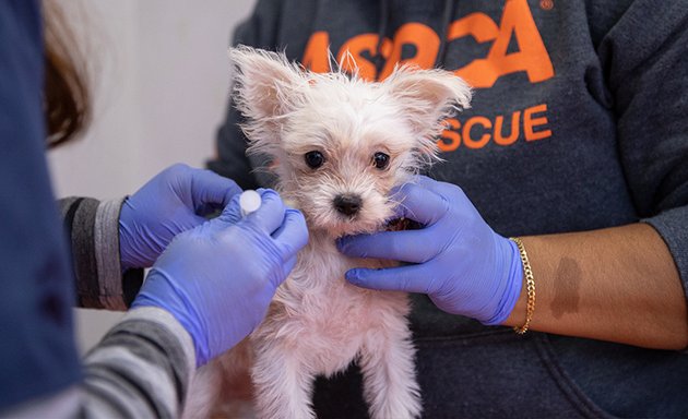 Photo of ASPCA Community Veterinary Center