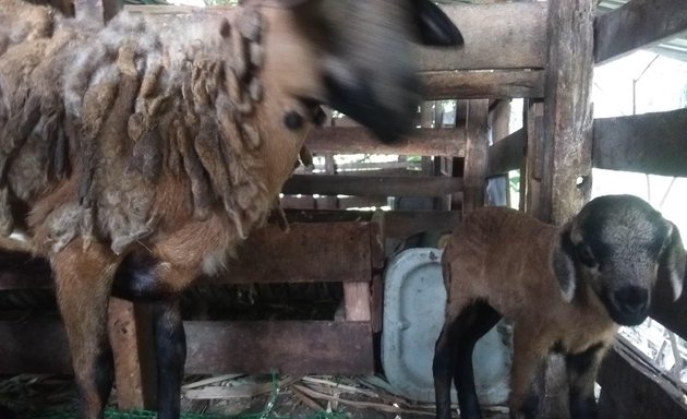 Photo of Rosli Goat Farm