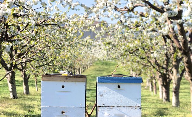 Photo of Souto Family Orchards Stall