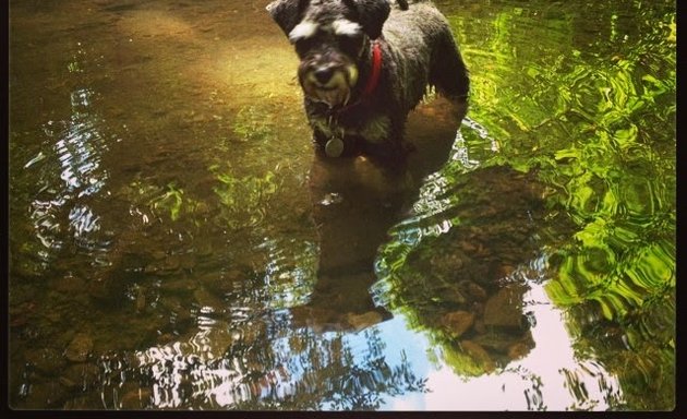 Photo of Woof Walking