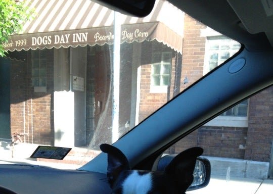Photo of Dogs Day Inn