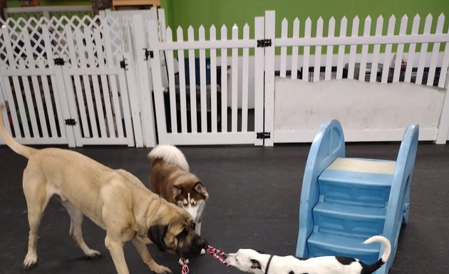 Photo of All Access Doggy Daycare and More