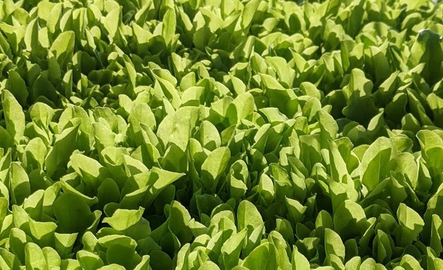 Photo of El Yunque Community Garden