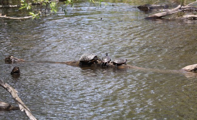 Photo of Des Rapides Park