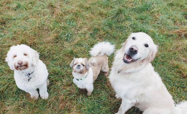 Photo of Buddiepet - Dog walker Southampton