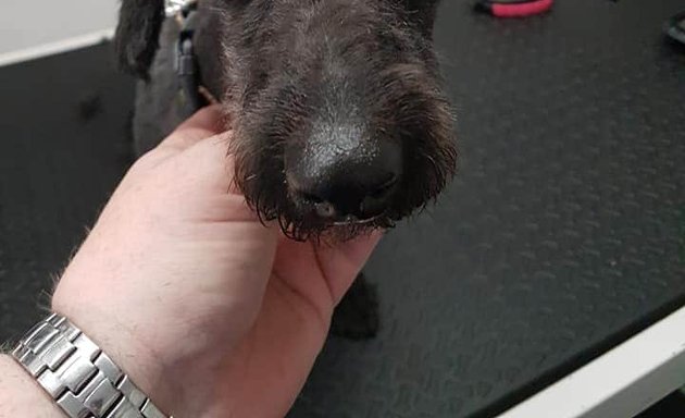 Photo of Dena's dog grooming (Mobile dog grooming)