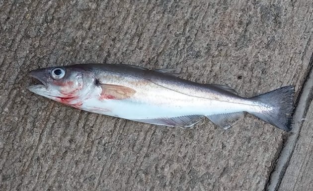 Photo of Hooked on Fishing