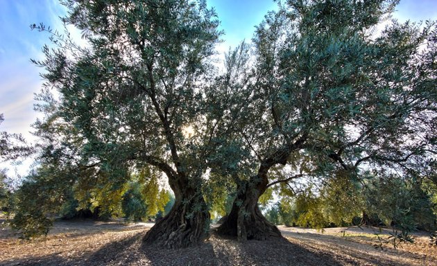 Photo of Olive oil extra virgin Ltd