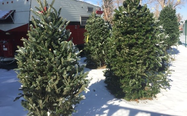 Photo of Neighborhood Christmas Tree Company