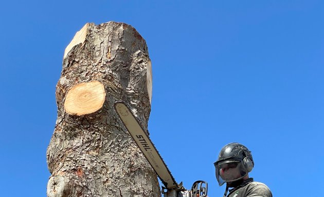 Photo of Robinson’s - Tree Surgeon - Hedge Trimming - Wigan