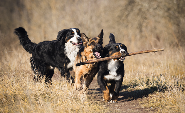 Foto von SIRIUS® Hundeschule München | Leitung Tierärztin Dr. Astrid Schubert