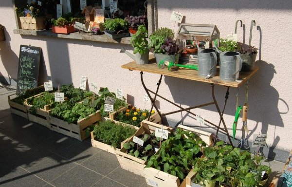 Foto von blütenreich Blumen in Havelhöhe